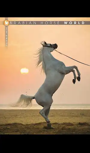 Play Arabian Horse World Magazine  and enjoy Arabian Horse World Magazine with UptoPlay