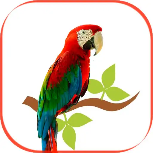 Play Arara vermelha APK