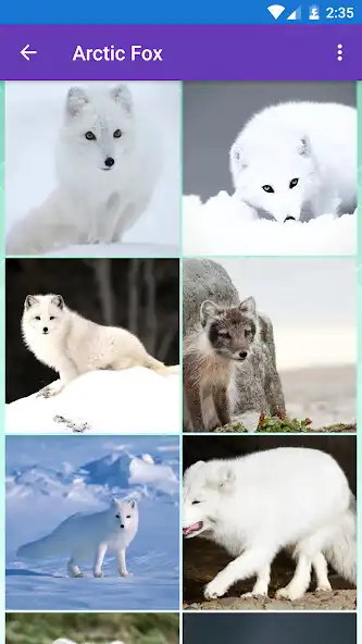 Play Arctic Fox, Baby Fox, Fox Wall  and enjoy Arctic Fox, Baby Fox, Fox Wall with UptoPlay