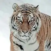 Free play online Arctic Tiger APK