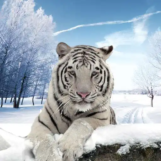 Play Arctic Tiger Simulator: Wild Family Survival APK