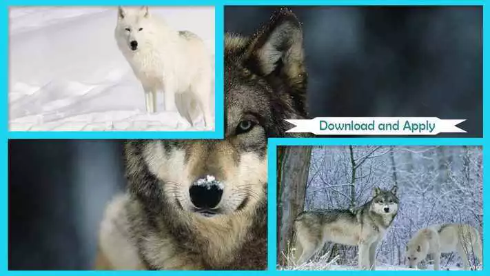 Play Arctic Wolf Wallpaper