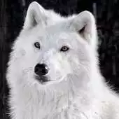 Free play online arctic wolf wallpapers APK Free play online arctic wolf wallpapers APK