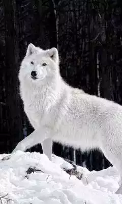 Play arctic wolf wallpapers