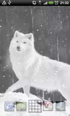 Play arctic wolf wallpapers