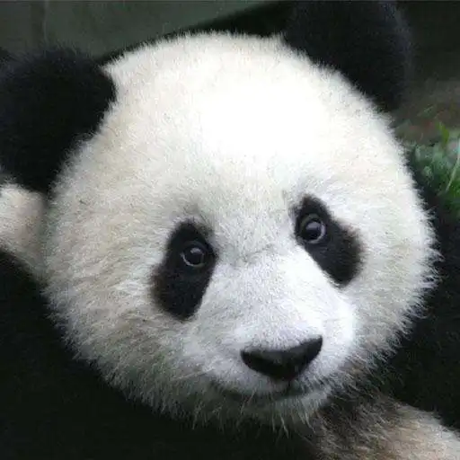 Run free android online AR Endangered Animals APK