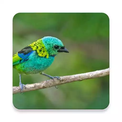 Play Argentina Bird Sound Collections ~ Sclip.app APK Play Argentina Bird Sound Collections ~ Sclip.app APK