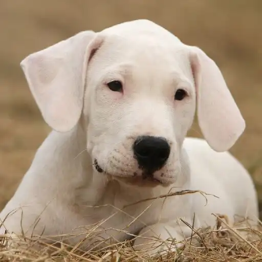 Play Argentine dogo Wallpapers APK Play Argentine dogo Wallpapers APK