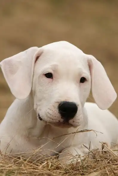 Play Argentine dogo Wallpapers  and enjoy Argentine dogo Wallpapers with UptoPlay