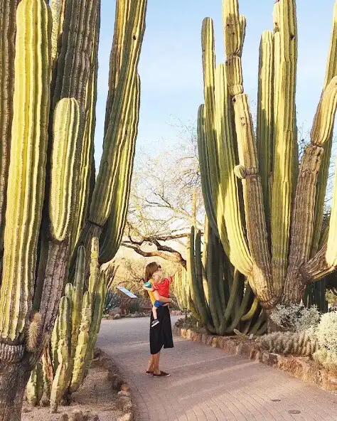 Play Arizona Wallpaper HD  and enjoy Arizona Wallpaper HD with UptoPlay
