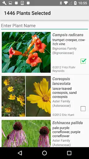 Play Arkansas Wildflowers