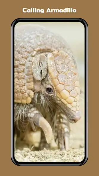 Play Armadillo Calling  and enjoy Armadillo Calling with UptoPlay