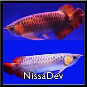 Free play online Arowana Fish APK