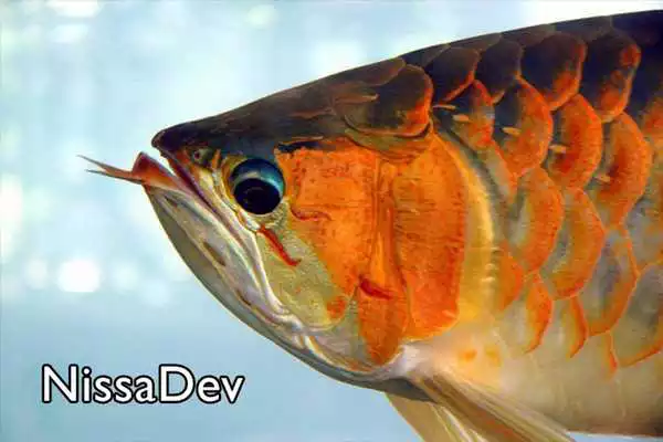 Play Arowana Fish Play Arowana Fish