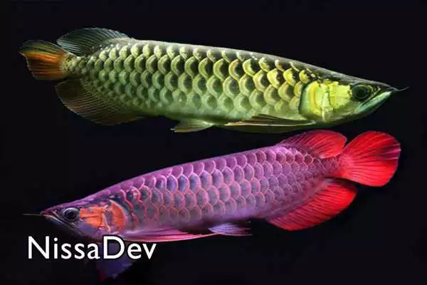 Play Arowana Fish Play Arowana Fish