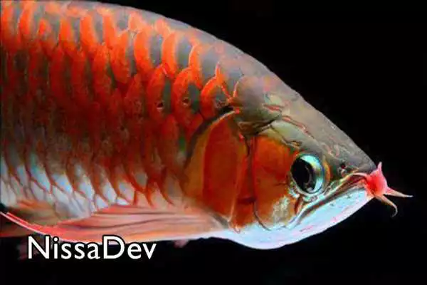 Play Arowana Fish Play Arowana Fish