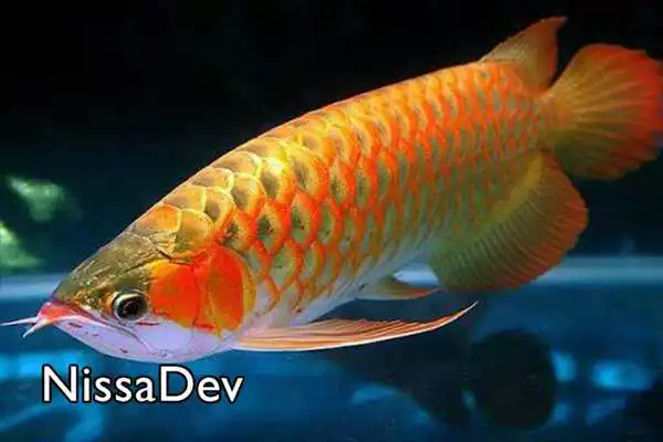 Play Arowana Fish Play Arowana Fish