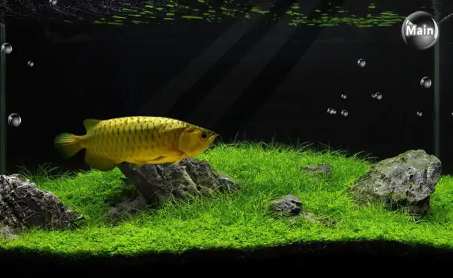 Play arowana mania