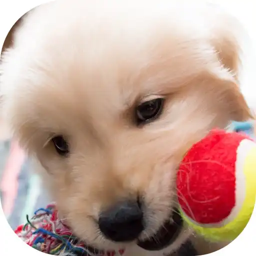 Play Arrange Dogs APK