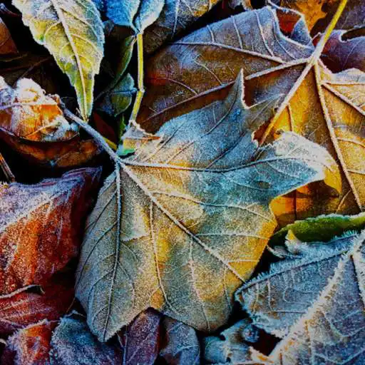 Play Art Curated APK