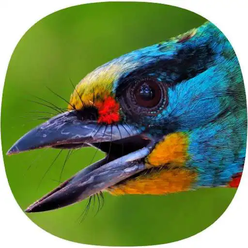 Play Asian Birds Sounds APK Play Asian Birds Sounds APK