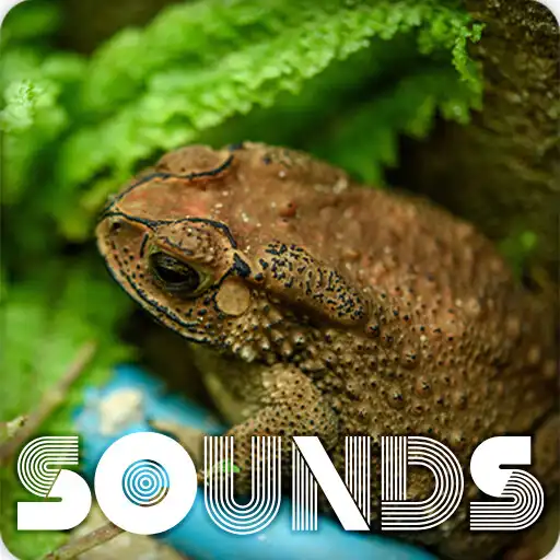 Play Asian Grass Frog Ringtones APK