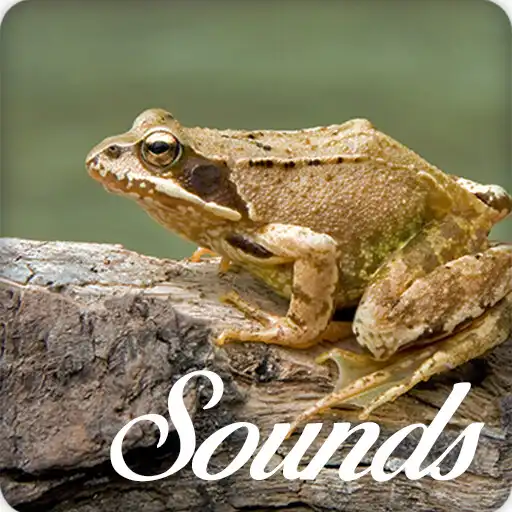 Play Asian Grass Frog Sounds Ringtone PRO APK