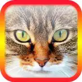 Free play online Ask Cat Translator APK Free play online Ask Cat Translator APK