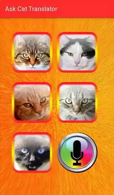 Play Ask Cat Translator