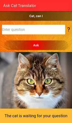Play Ask Cat Translator