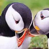 Free play online Atlantic Puffin Wallpapers HD APK Free play online Atlantic Puffin Wallpapers HD APK
