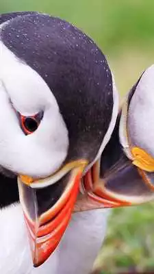 Play Atlantic Puffin Wallpapers HD