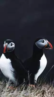 Play Atlantic Puffin Wallpapers HD
