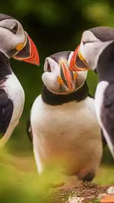 Play Atlantic Puffin Wallpapers HD
