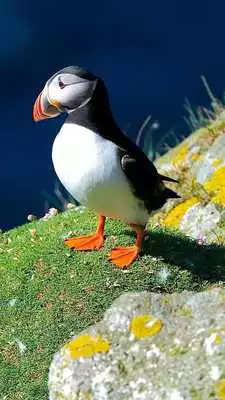 Play Atlantic Puffin Wallpapers HD