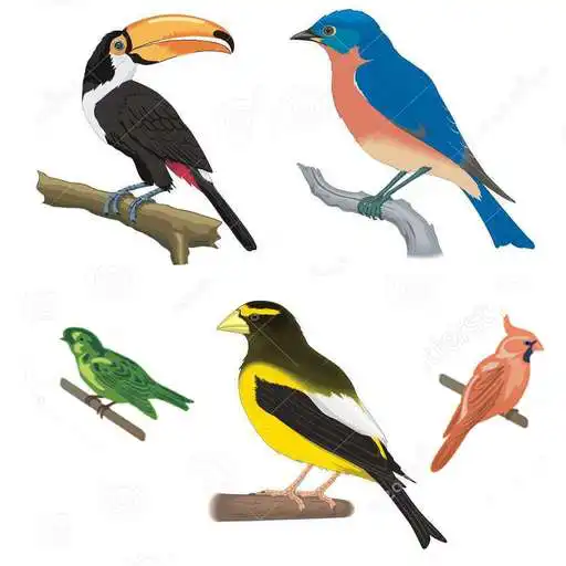 Play A to Z Birds Name APK
