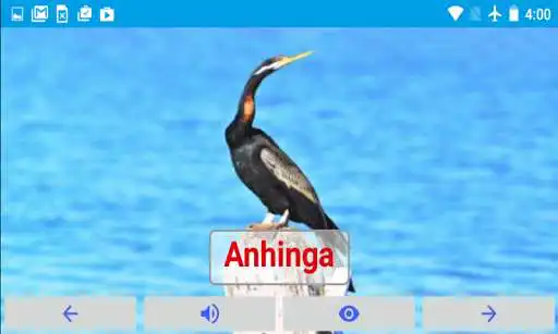 Play AtoZ Birds Name Prime