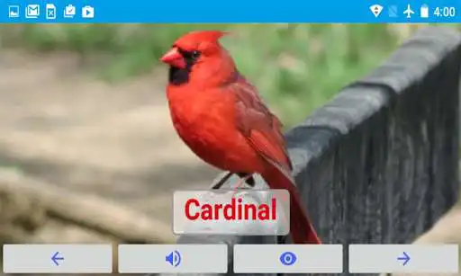 Play AtoZ Birds Name Prime
