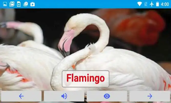 Play AtoZ Birds Name Prime