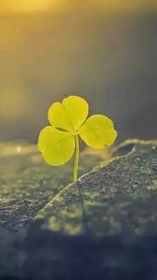 Play Attorney Law Play Attorney Law