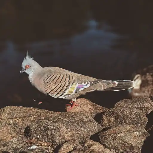 Play Australian Bird APK