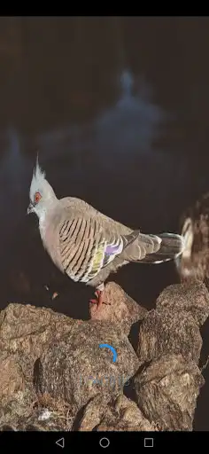 Play Australian Bird  and enjoy Australian Bird with UptoPlay