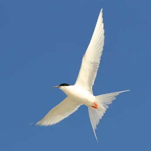 Free play online Australian Birds Guide APK