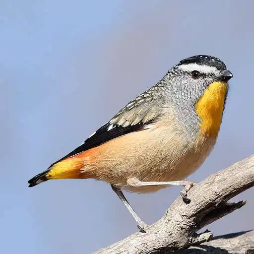 Play Australian Birds Sounds Pro APK Play Australian Birds Sounds Pro APK