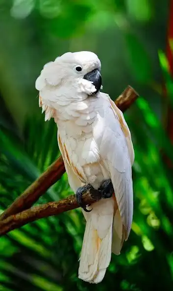 Play Australian Birds Sounds  and enjoy Australian Birds Sounds with UptoPlay