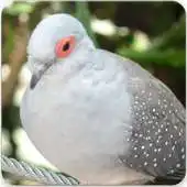 Free play online Australian Diamond Dove Bird : Diamond Dove Sounds APK