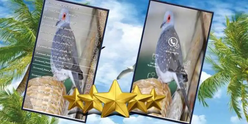 Play Australian Diamond Dove Bird : Diamond Dove Sounds