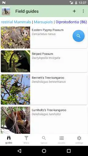 Play Australian Mammals