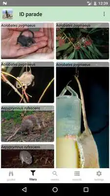 Play Australian Mammals