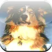 Free play online Australian Shepherd Game APK Free play online Australian Shepherd Game APK
